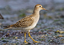 Calidris melanotos